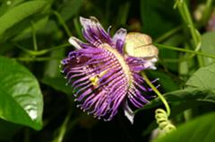 پسیفلورا سراتو- گل عشق